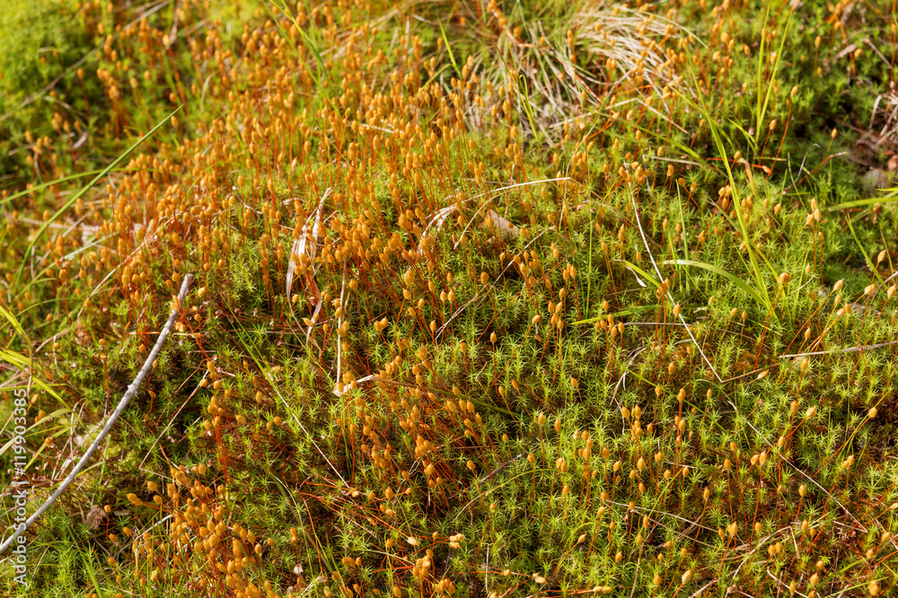 Natural carpet of moss on a forest floor Natural carpet of moss on a forest floor