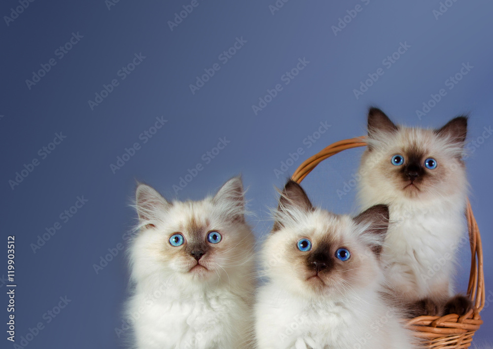 Three Neva masquerade kittens on blue background
