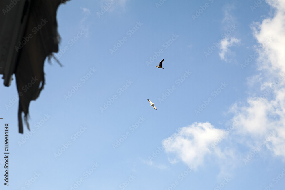 Fototapeta premium The blue