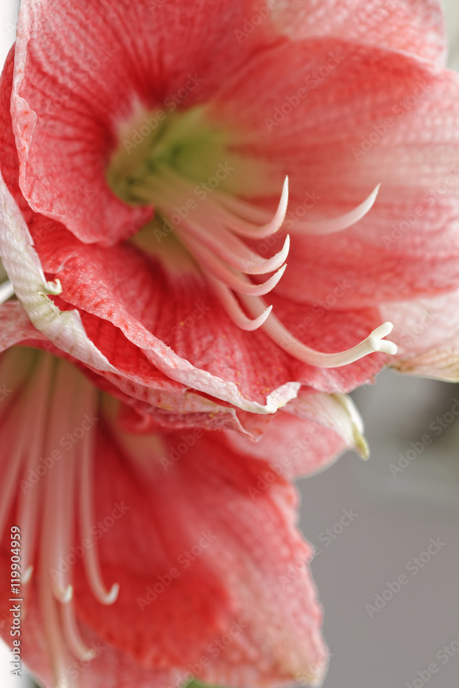 Close up of an amaryllis. Macro flower. Floral background. Selective focus. Close up of an amaryllis. Macro flower. Floral background. Selective focus.