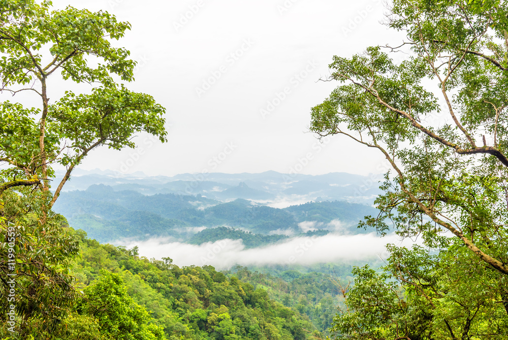 Green rain forest on mountain with mist and low cloud in morning