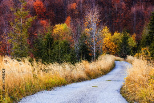 Fototapeta Naklejka Na Ścianę i Meble -  Colorful autumnal trees in the Beskidy Mountains in Poland.