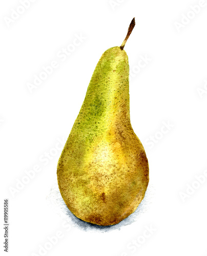 Hand drawn watercolor illustration of pear.