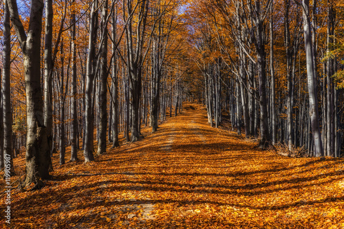 Fototapeta Naklejka Na Ścianę i Meble -  Wide alley with colorful autumnal beech trees in the Beskidy Mountains in Poland.
