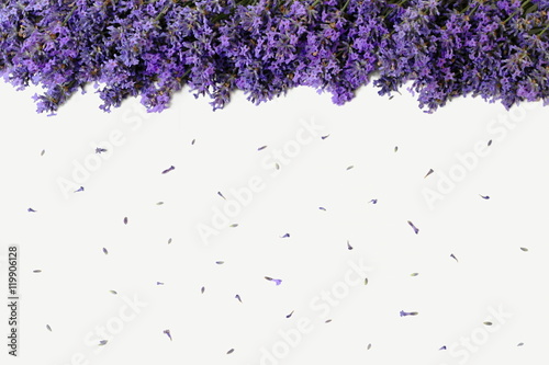 Top view of an edge formed of lavender flowers on a white background. Floral background with purple flowers of lavandula. Photo from above.