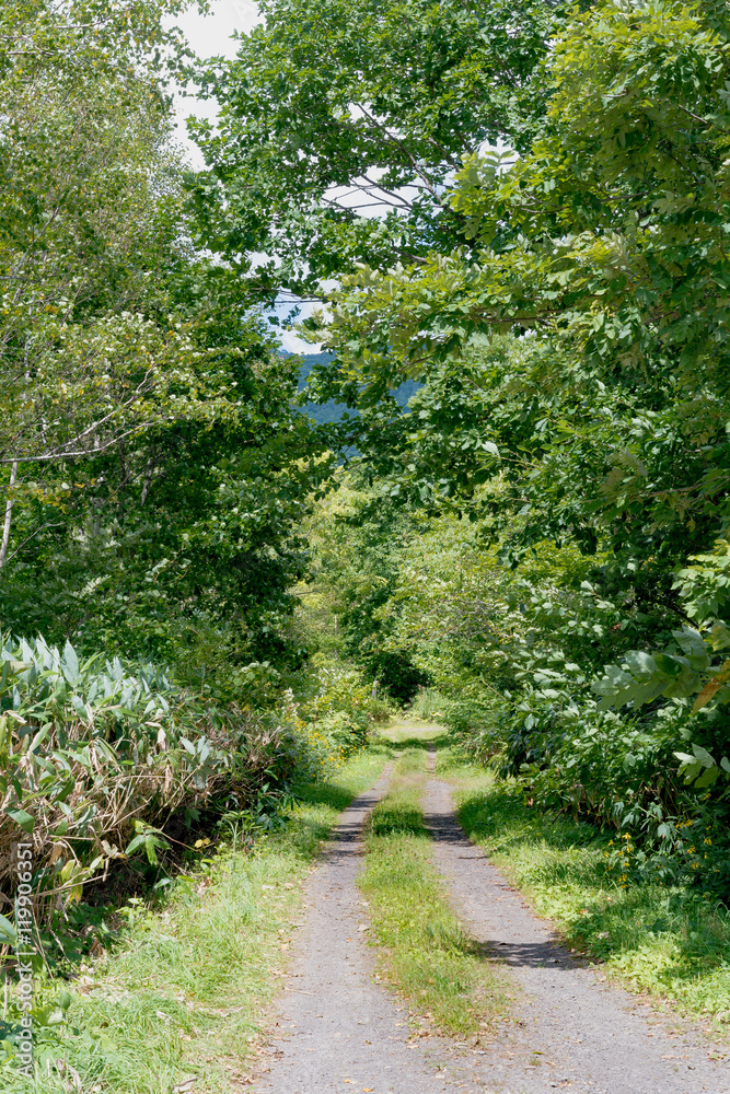 Naklejka premium Country Road / Hokkaido