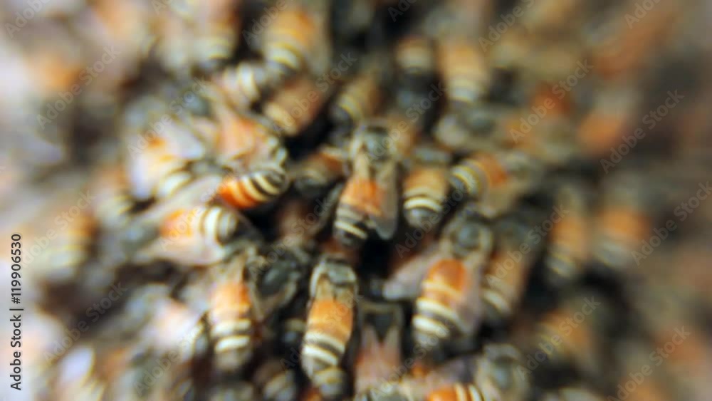 Bees convert nectar into honey