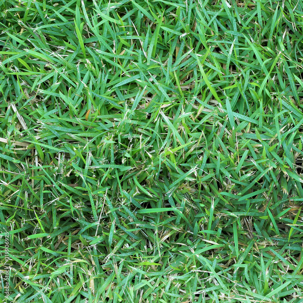 Green grass surface