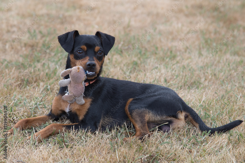 pinscher puppy playing with a toy pinscher puppy playing with a toy