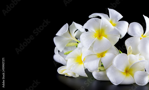 white Plumeria on black background