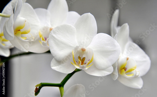 Fototapeta Naklejka Na Ścianę i Meble -  Orchidee - weiß - Blüte - Rispe