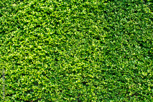 green tree background or texture