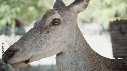 Red deer,female, close up.A female red dear in the nature used to humans stands still and pozes. photo