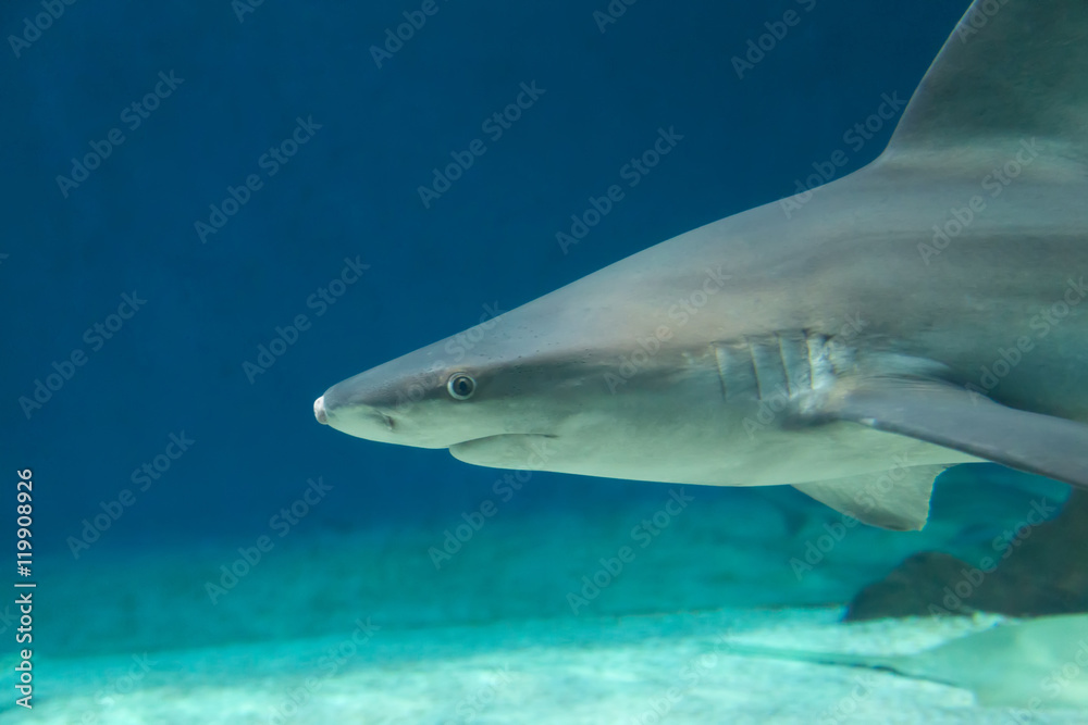 Fototapeta premium Dangerous Shark Underwater Cuba Caribbean Sea