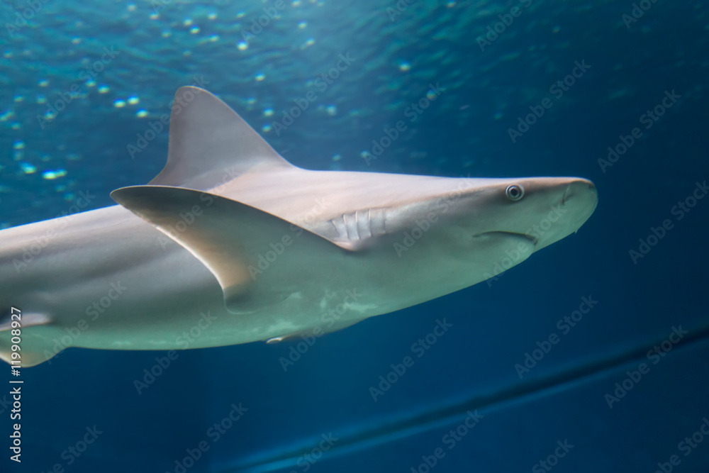 Obraz premium Dangerous Shark Underwater Cuba Caribbean Sea