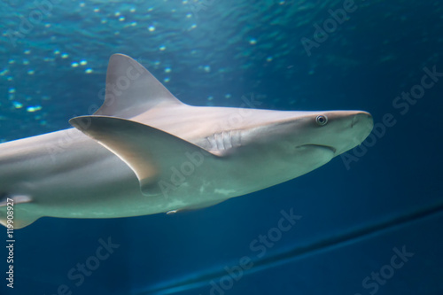 Dangerous Shark Underwater Cuba Caribbean Sea