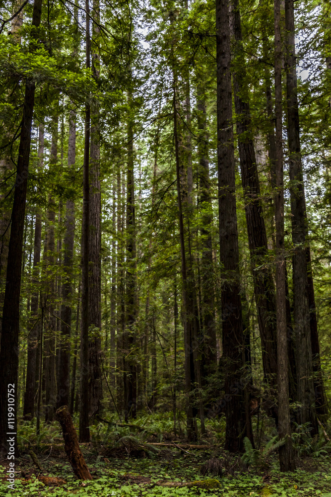 Obraz premium Redwoods