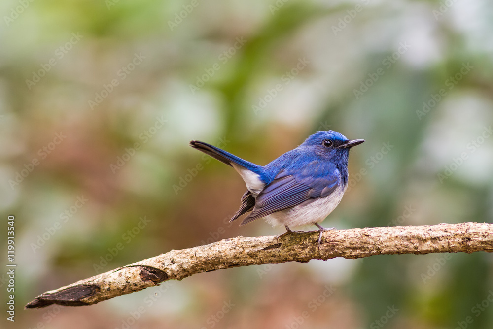 Beautiful male bird of Hainan Blue Flycatcher (Cyornis concreta Beautiful male bird of Hainan Blue Flycatcher (Cyornis concreta