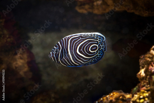 Fish. Pomacanthus navarchus blue girdled angel sea fish