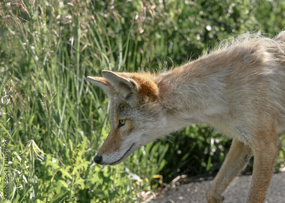 Fototapeta premium Coyote
