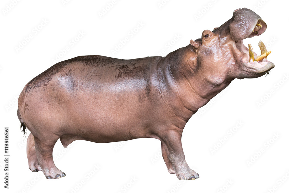 hippopotamus isolated on white background - obrazy, fototapety, plakaty 