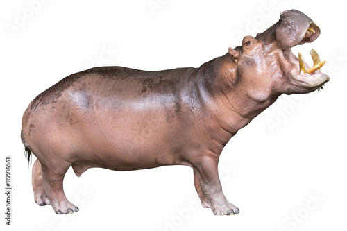 Tableau sur toile hippopotamus isolated on white background