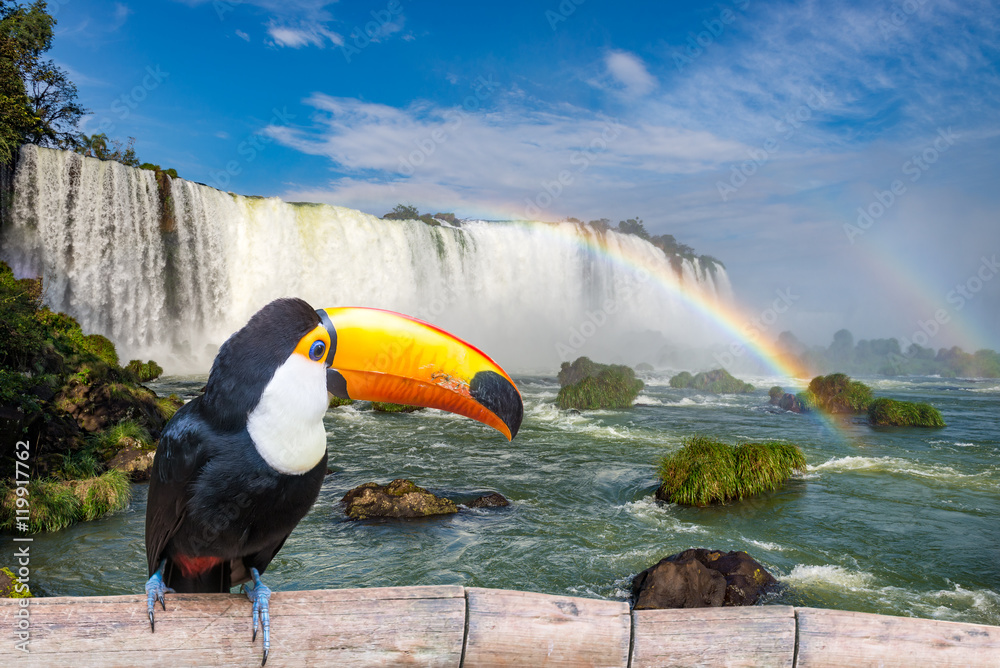 Fototapeta premium Toucan at the majestic cataratas Iguasu Falls