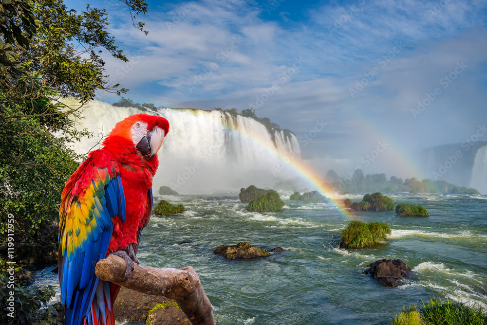 Fototapeta premium The macaw parrot at the Cataratas of Iguacu