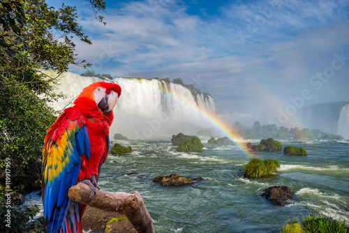 The macaw parrot at the Cataratas of Iguacu photo