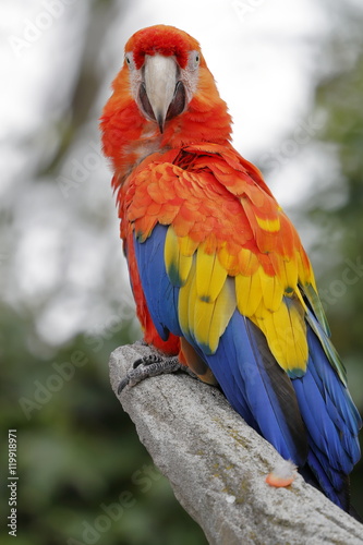 macaw parrot © bmatrix