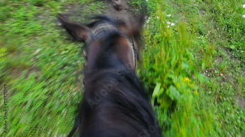 along path on a horse ride in a forest. horse runs on  road in motion
 photo