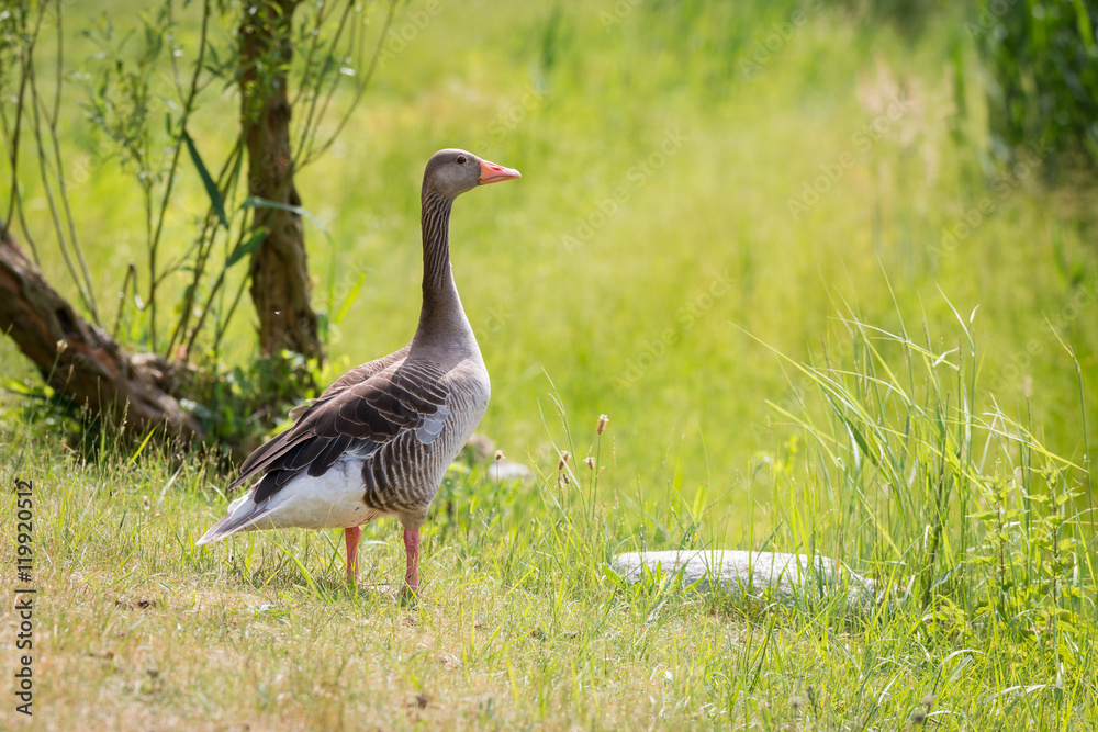 Graugans (Anser anser) Wildgans am Ufer des eines Teiches Graugans (Anser anser) Wildgans am Ufer des eines Teiches