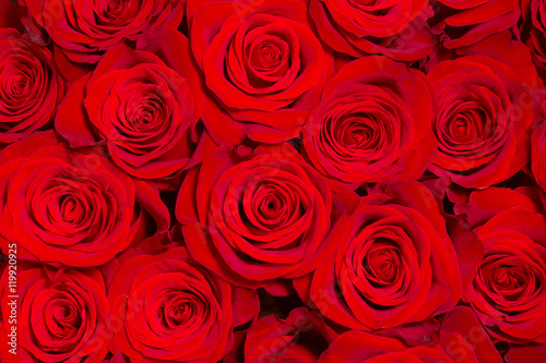 Beautiful red roses close-up