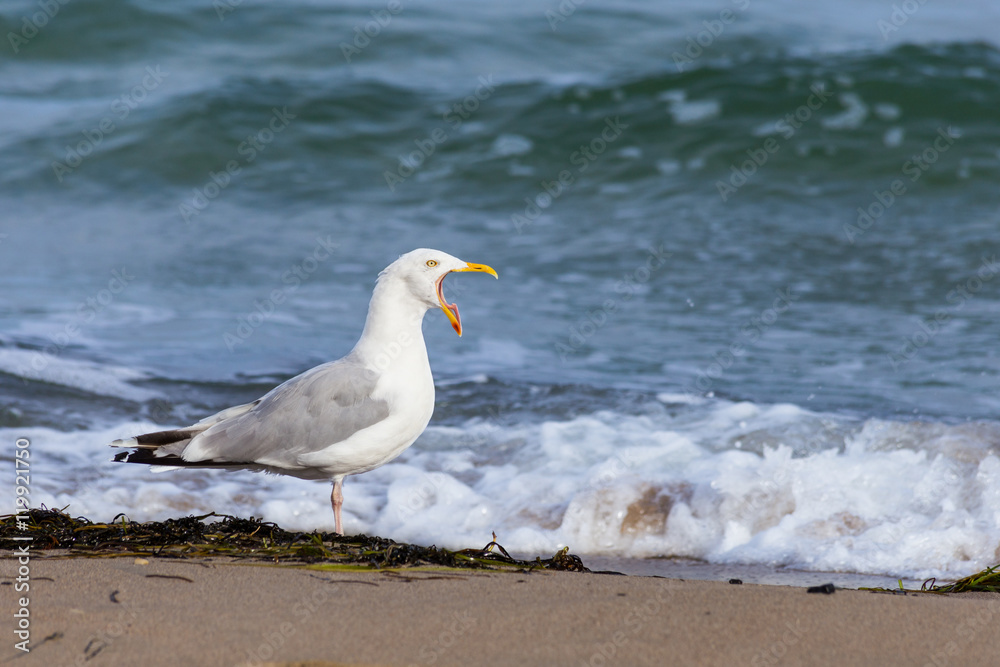 Seagull on the beach in Warnemuende near Rostock, Baltic Sea (Germany)