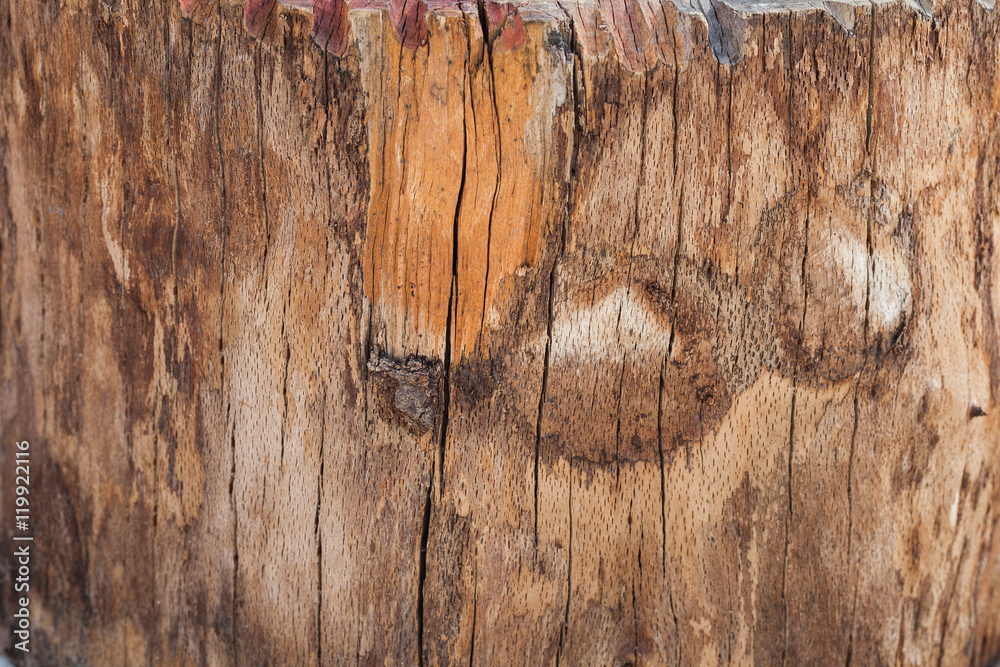 tree stump background texture