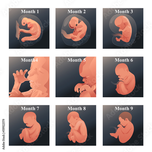 Baby  in Womb Series