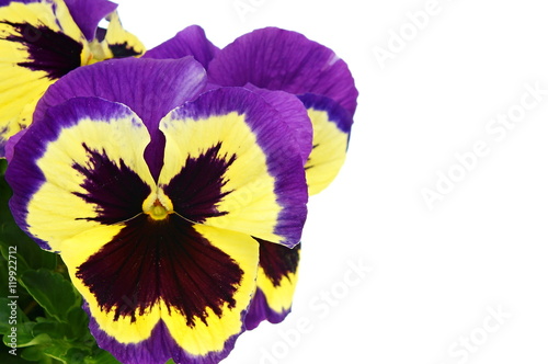 Beautiful pansies - Viola on a white background with space for text right