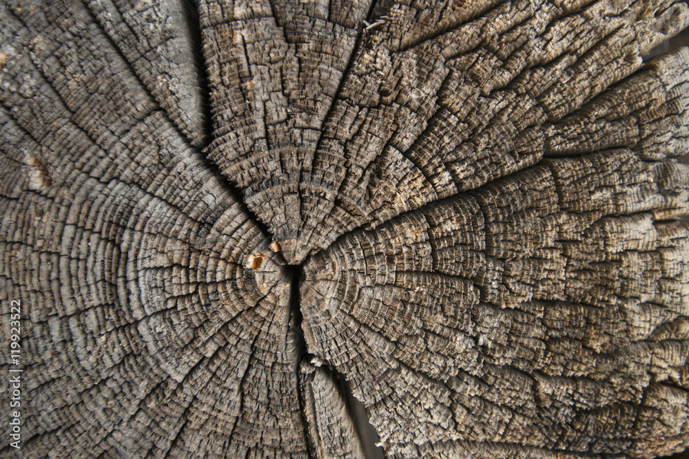 Fototapeta premium texture of dark wood. natural background.