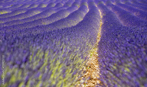 Fototapeta Naklejka Na Ścianę i Meble -  purple lavender field in abstract view