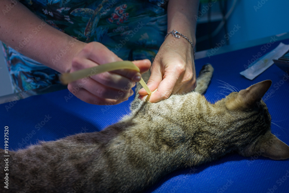 Veterinarian preparing cat for surgery