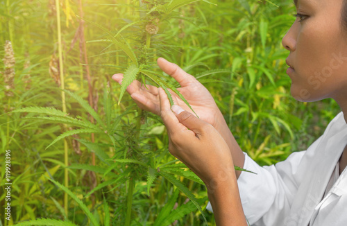 Wissenschaftlerin prüft die Blüte einer Hanf Pflanze / Medizinisches Cannabis photo