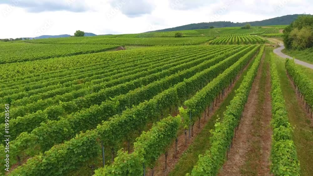 Video von Weinreben steigend Video von Weinreben steigend