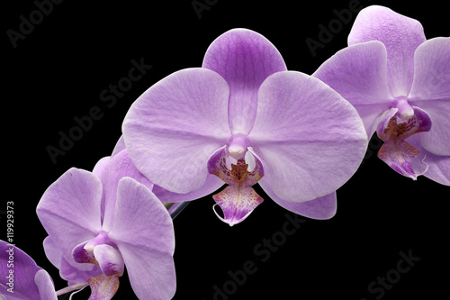 Fototapeta Naklejka Na Ścianę i Meble -  Beautiful flower Orchid, blue phalaenopsis on black