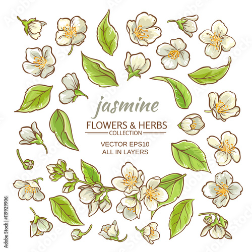 jasmine flowers set
