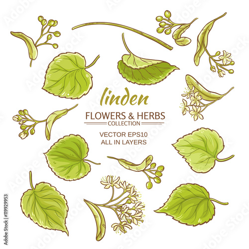 linden vector set