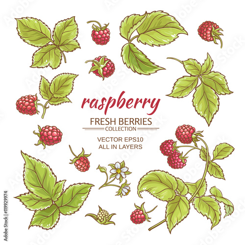 raspberry vector set