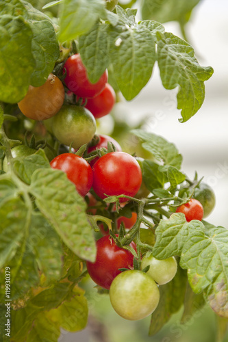 Fototapeta Naklejka Na Ścianę i Meble -  Cherry tomatoes on vine