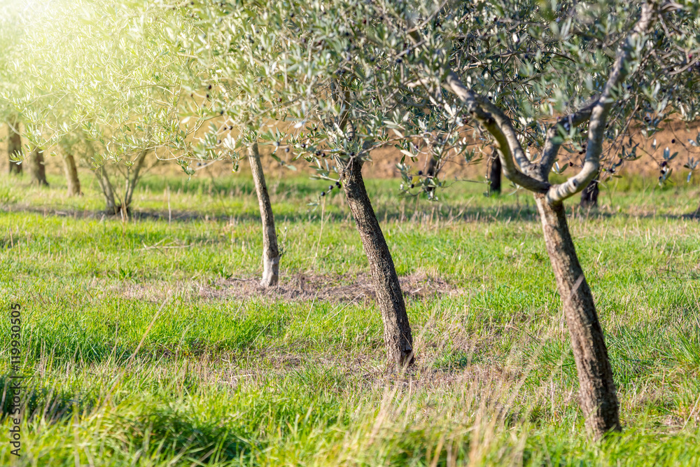 Fototapeta premium Sunrise landscape of Olive trees plantation, harvest