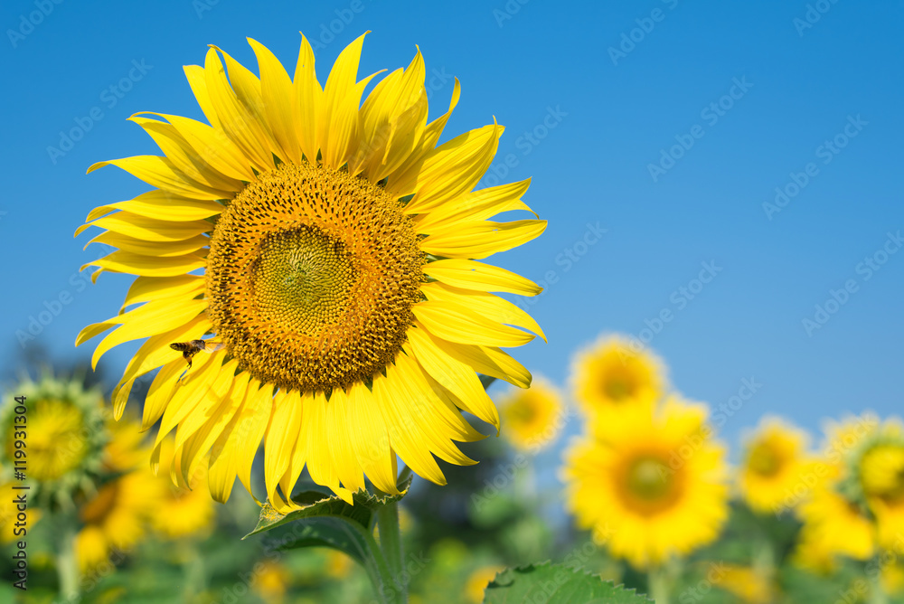 Bee with sunflower