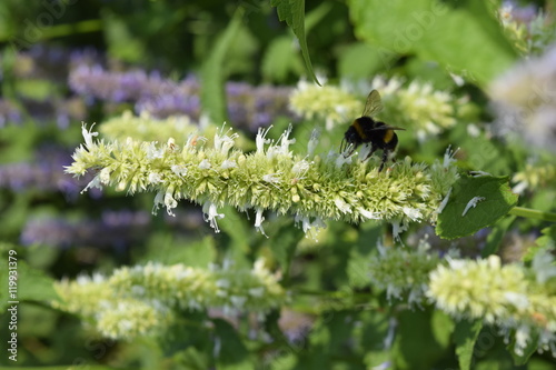 многоколосник, лофант